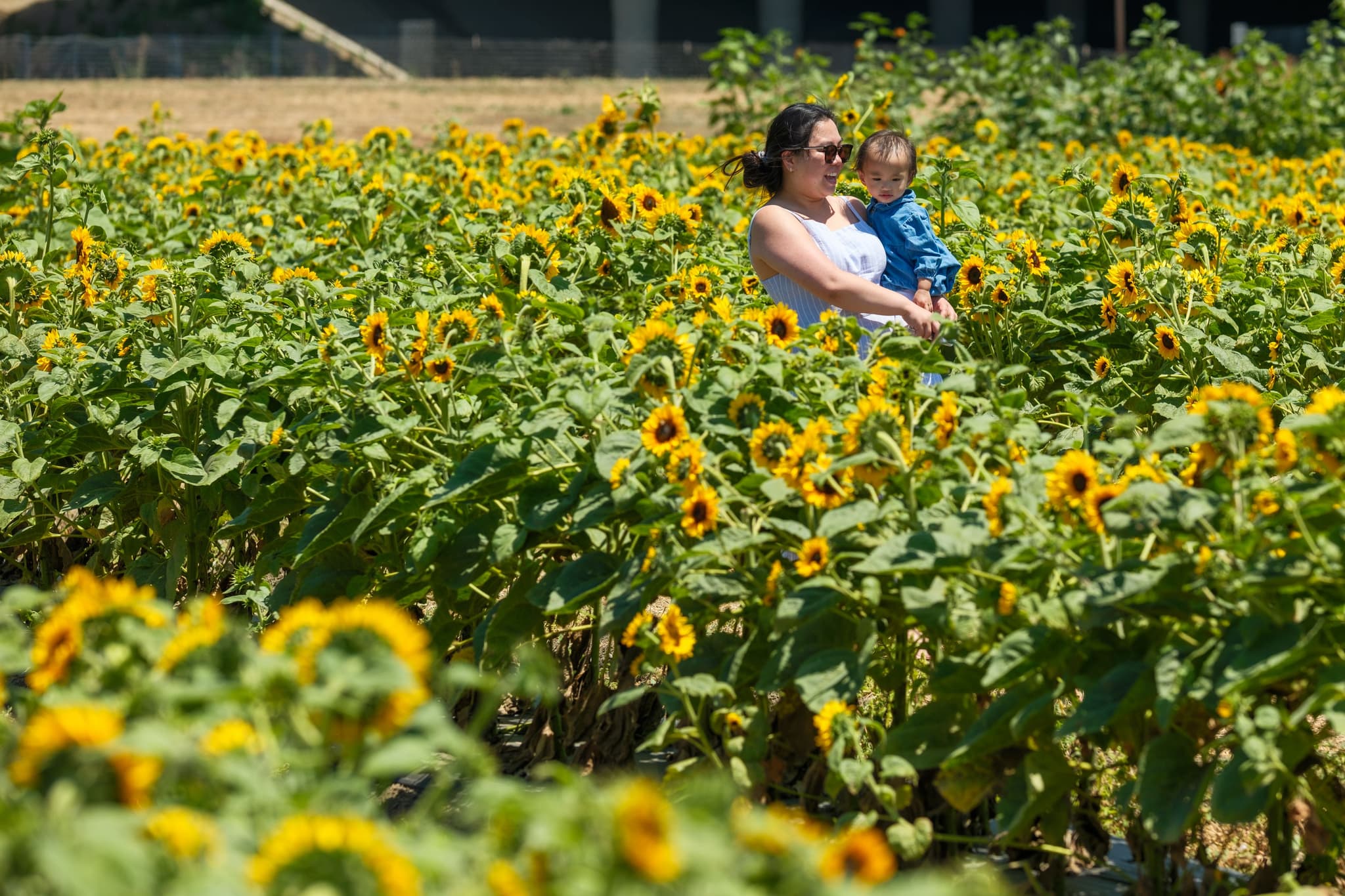 A woman holding a child stands in the middle of a sunflower field, surrounded by blooming sunflowers under a sunny sky